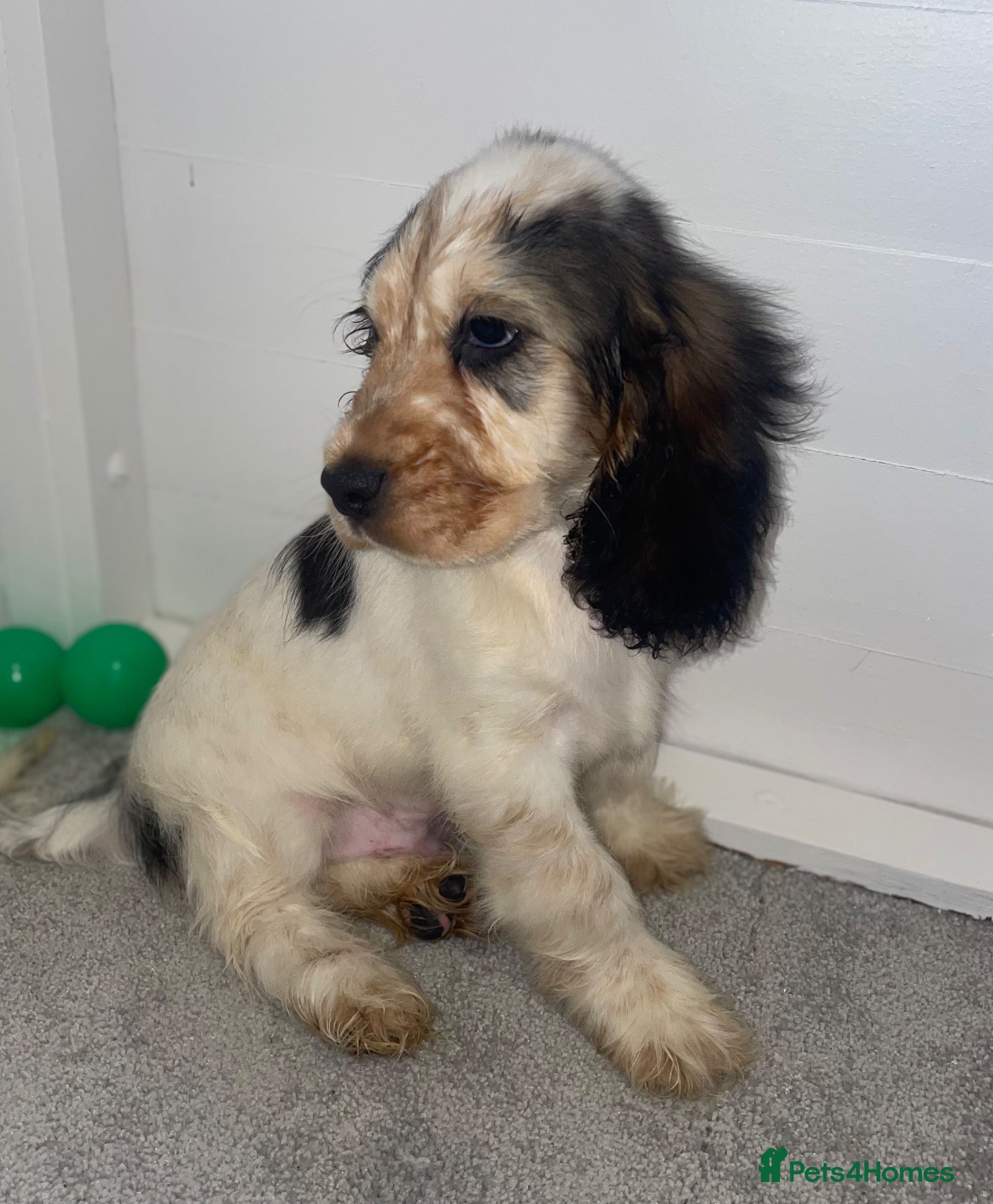 Cocker Spaniel dogs LAST TRI BOY AVAILABLE Show type cocker spaniels! - Advert 7