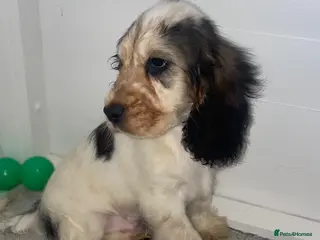 Cocker Spaniel dogs LAST TRI BOY AVAILABLE Show type cocker spaniels! - Advert 7