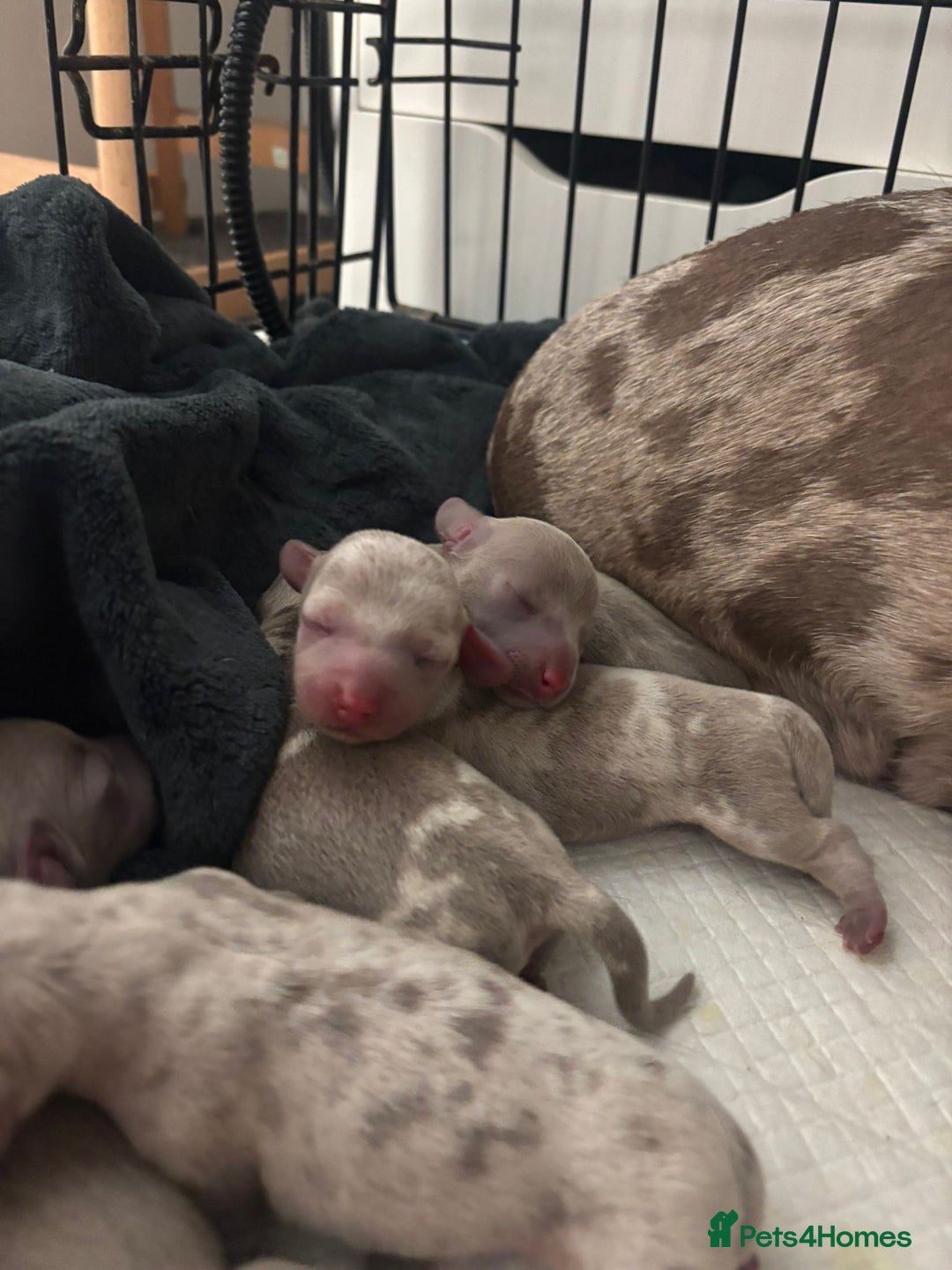 Dachshund dogs for sale: Gorgeous Litter - Isabella Dapple / Isabella Tan - Advert 2