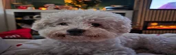 Bichon Frise dogs for sale: Bichon Frise  in Darlington - Advert 3