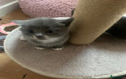 Mixed Breed cats for sale: Beautiful kittens.  - Image 8