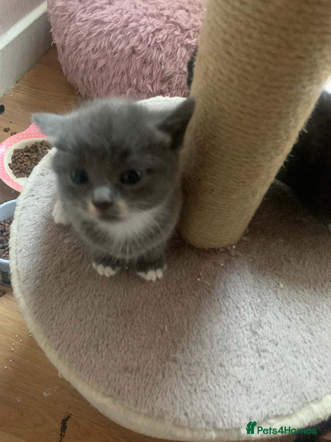 Mixed Breed cats for sale: Beautiful kittens.  - Image 8