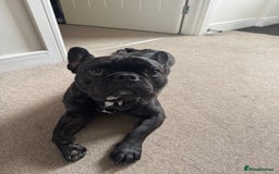 French Bulldog dogs for sale: One year old, male frenchie - Advert 1