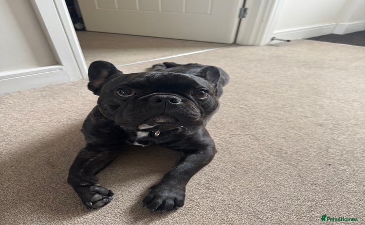 French Bulldog dogs One year old, male frenchie - Advert 1