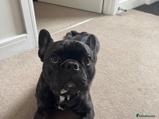 French Bulldog dogs One year old, male frenchie - Advert 1
