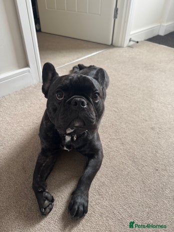 French Bulldog dogs One year old, male frenchie - Advert 1