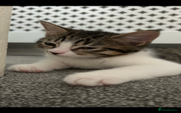 Mixed Breed cats for sale: REDUCED & READY NOW BSH x Tabby kittens  - Image 4