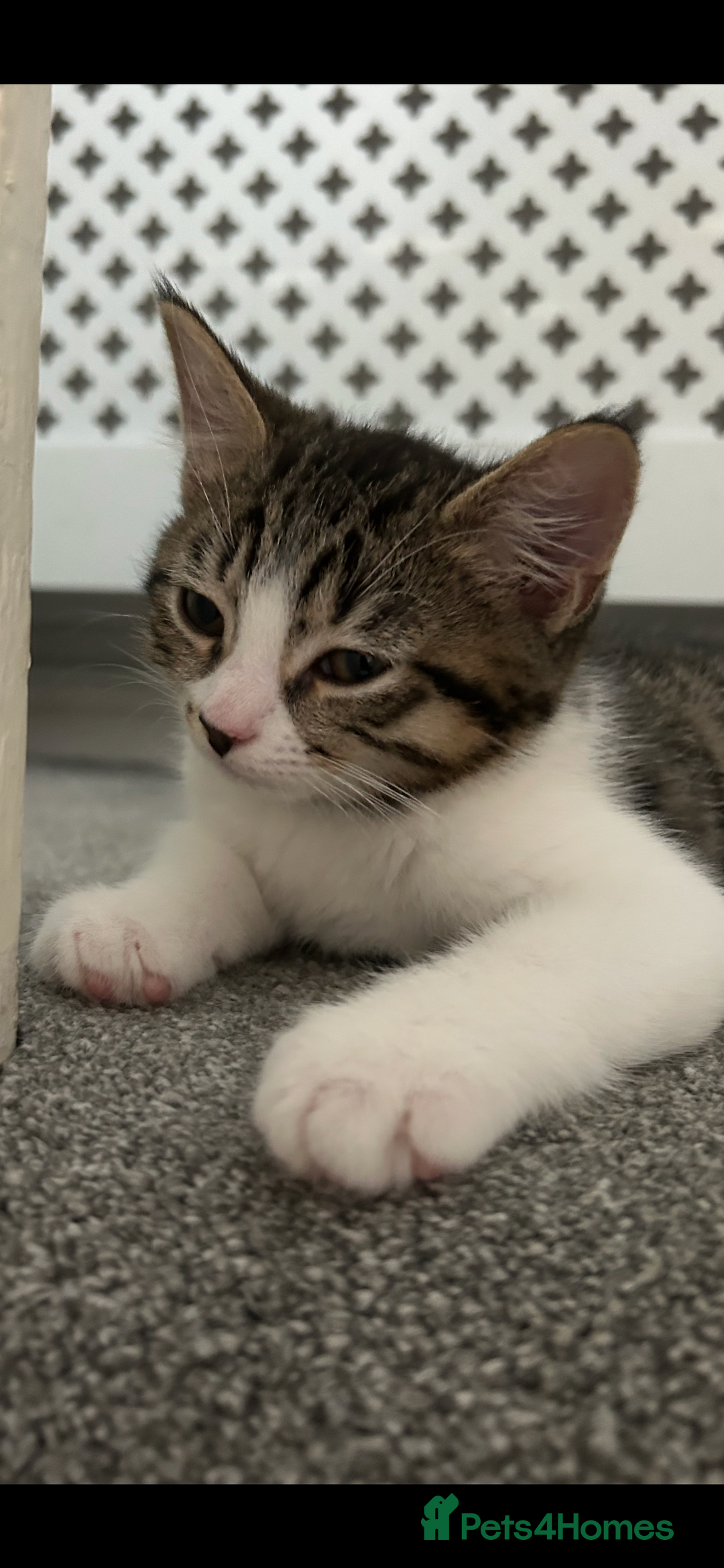 Mixed Breed cats for sale: REDUCED & READY NOW BSH x Tabby kittens  - Image 4