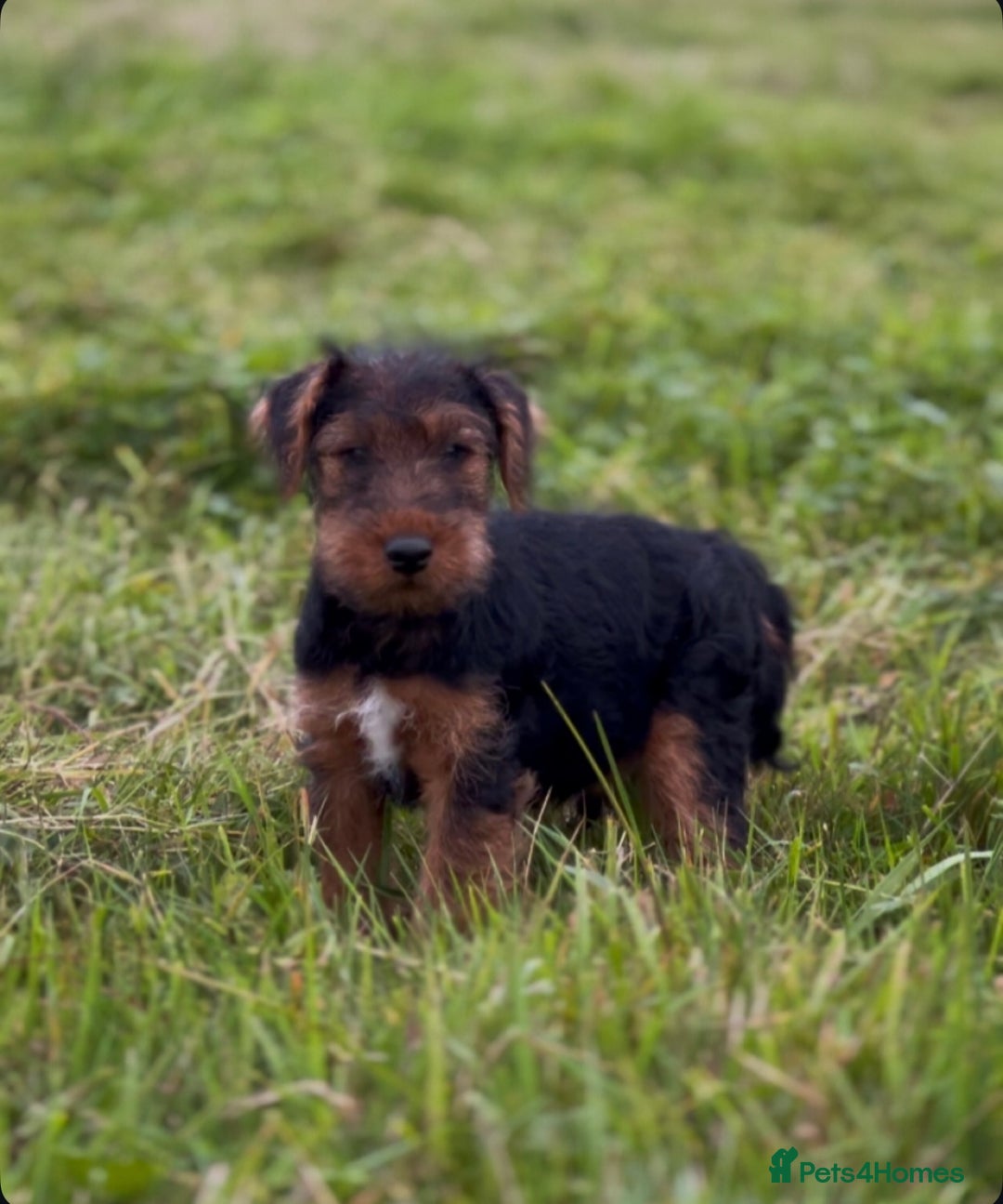 Welsh Terrier dogs for sale: WELSH TERRIER BOY PUPPY - Image 2