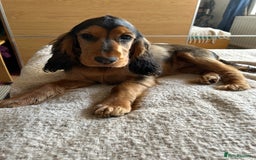 Cocker Spaniel dogs for sale: Outstanding Show Cocker Spaniel DNA Tested - Advert 14