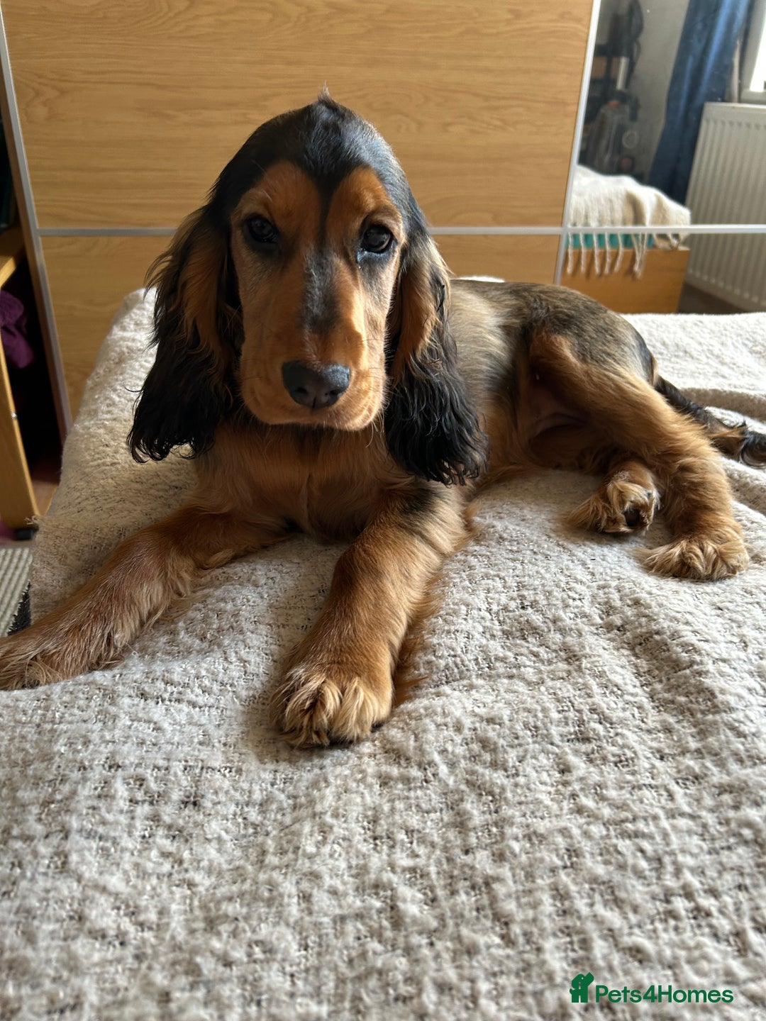 Cocker Spaniel dogs for sale: Outstanding Show Cocker Spaniel DNA Tested - Advert 14