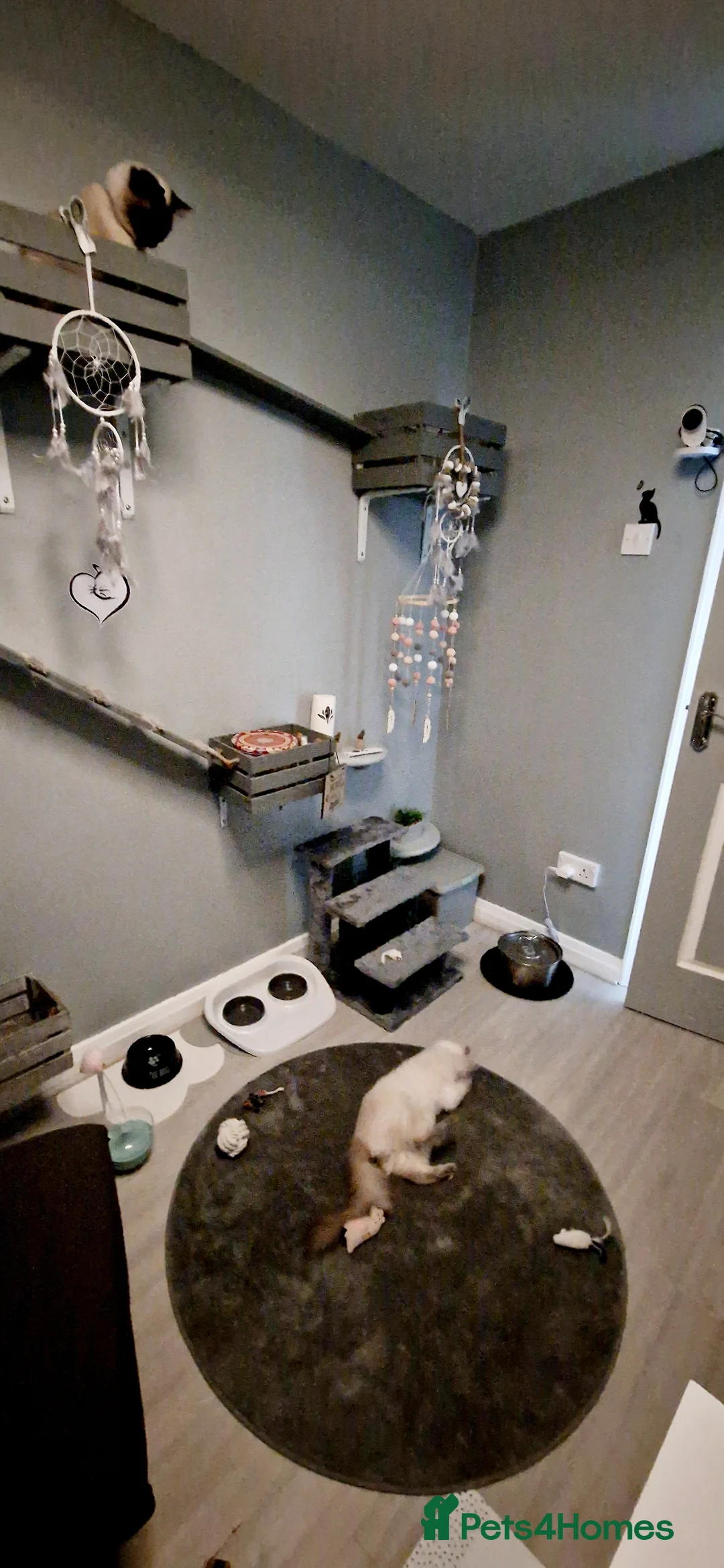 Ragdoll cats for stud: *stud*Gccf & tica entire active bluepoint ragdoll in Oldham - Advert 6