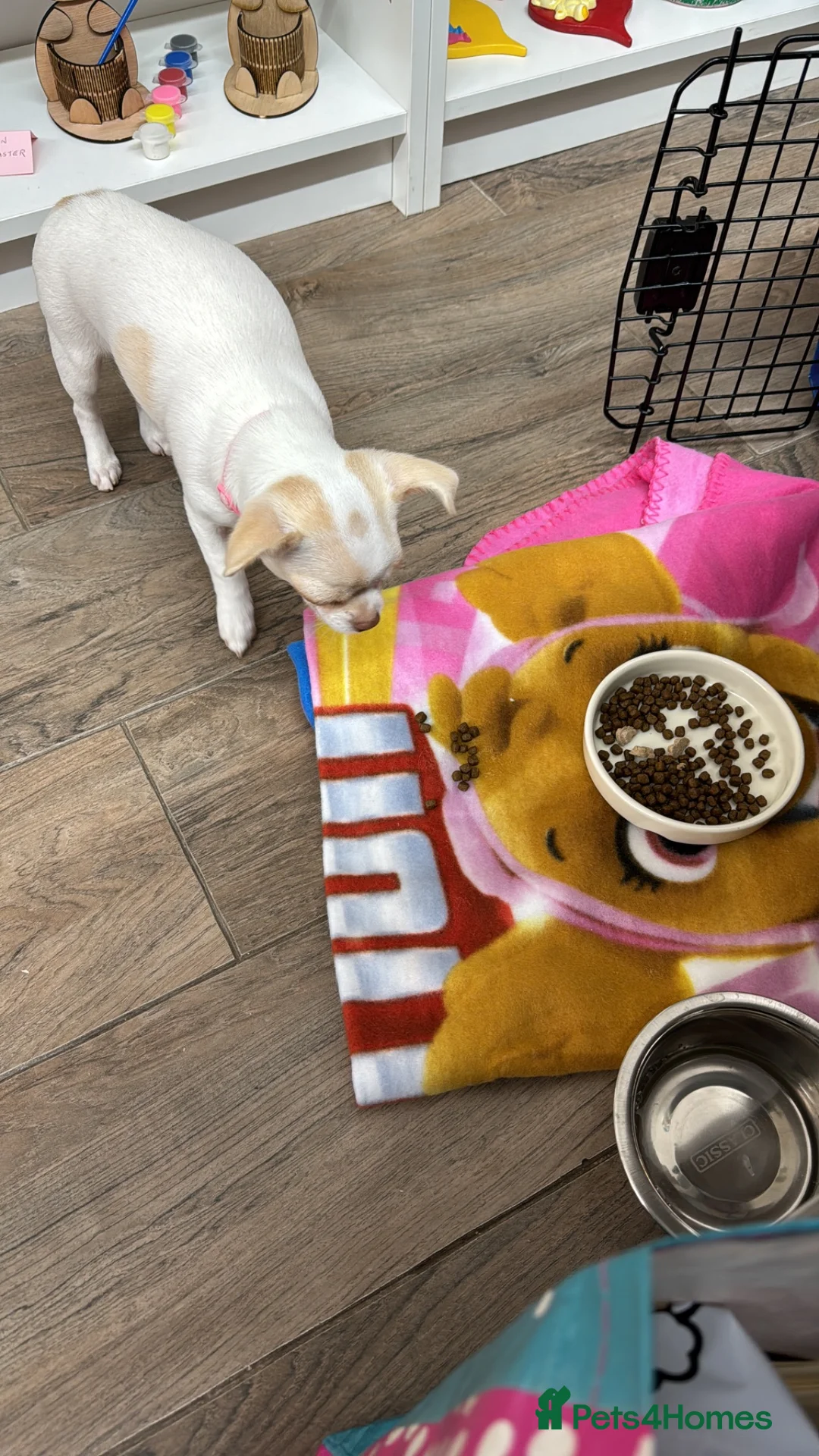 Chihuahua dogs for sale: 2 gorgeous Chihuahuas  - Advert 3