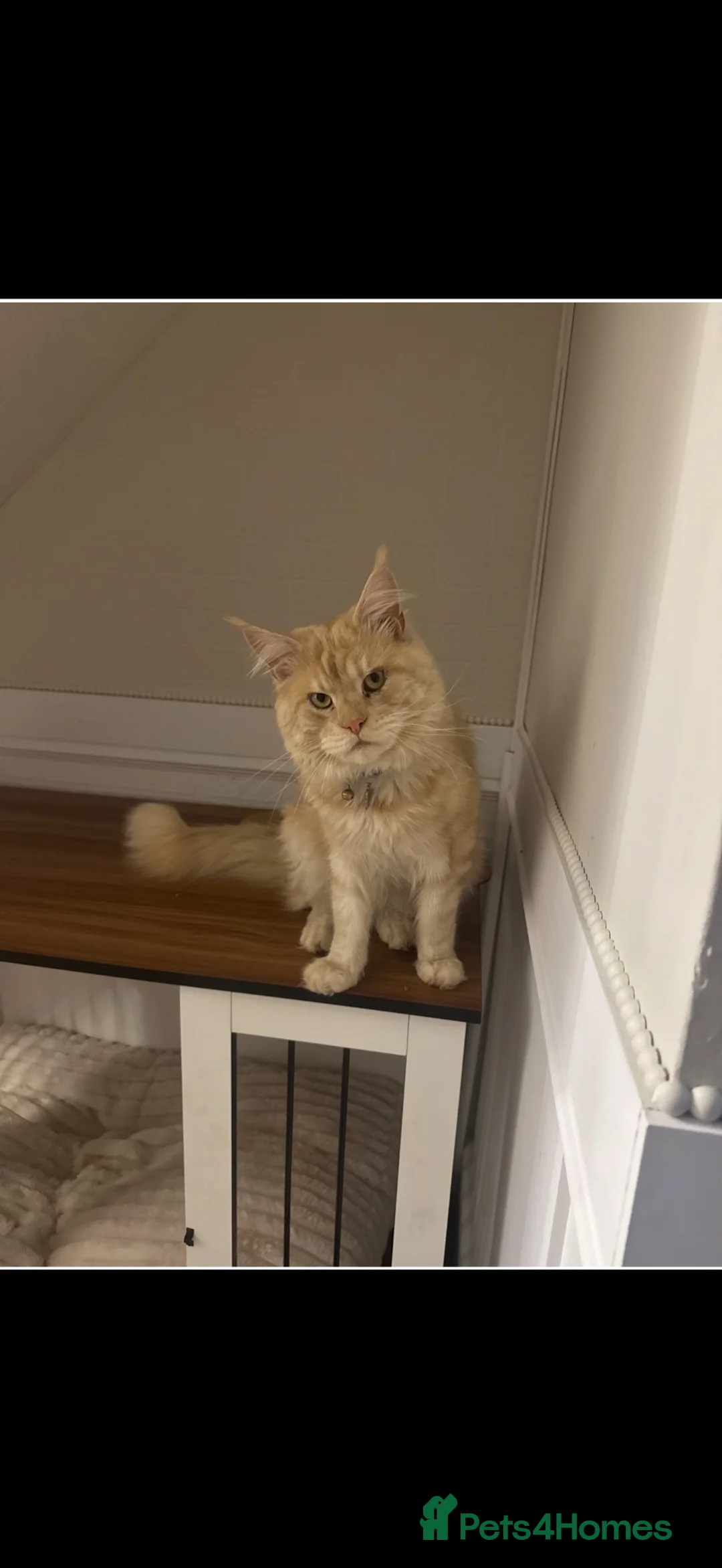 Maine Coon cats for sale: Mainecoon kittens  - Advert 8