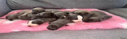 Whippet dogs for sale: Beautiful KC registered whippets  - Advert 2