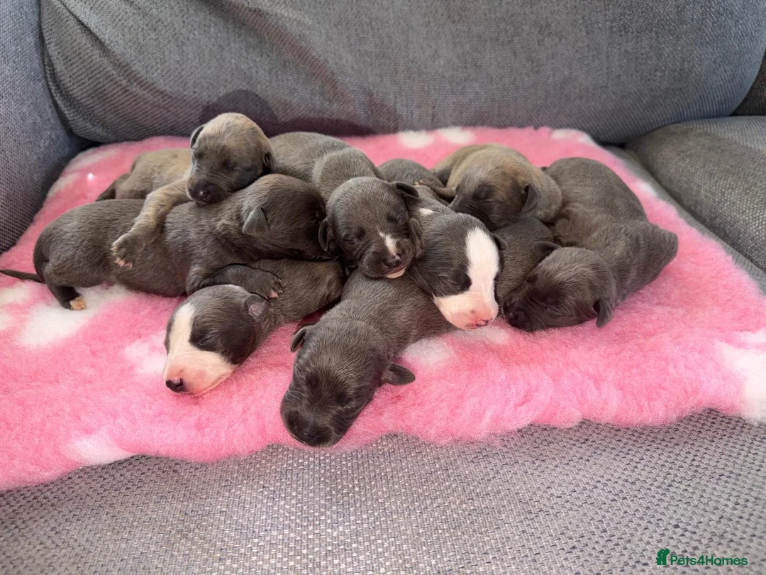 Whippet dogs for sale: Beautiful KC registered whippets  - Advert 2