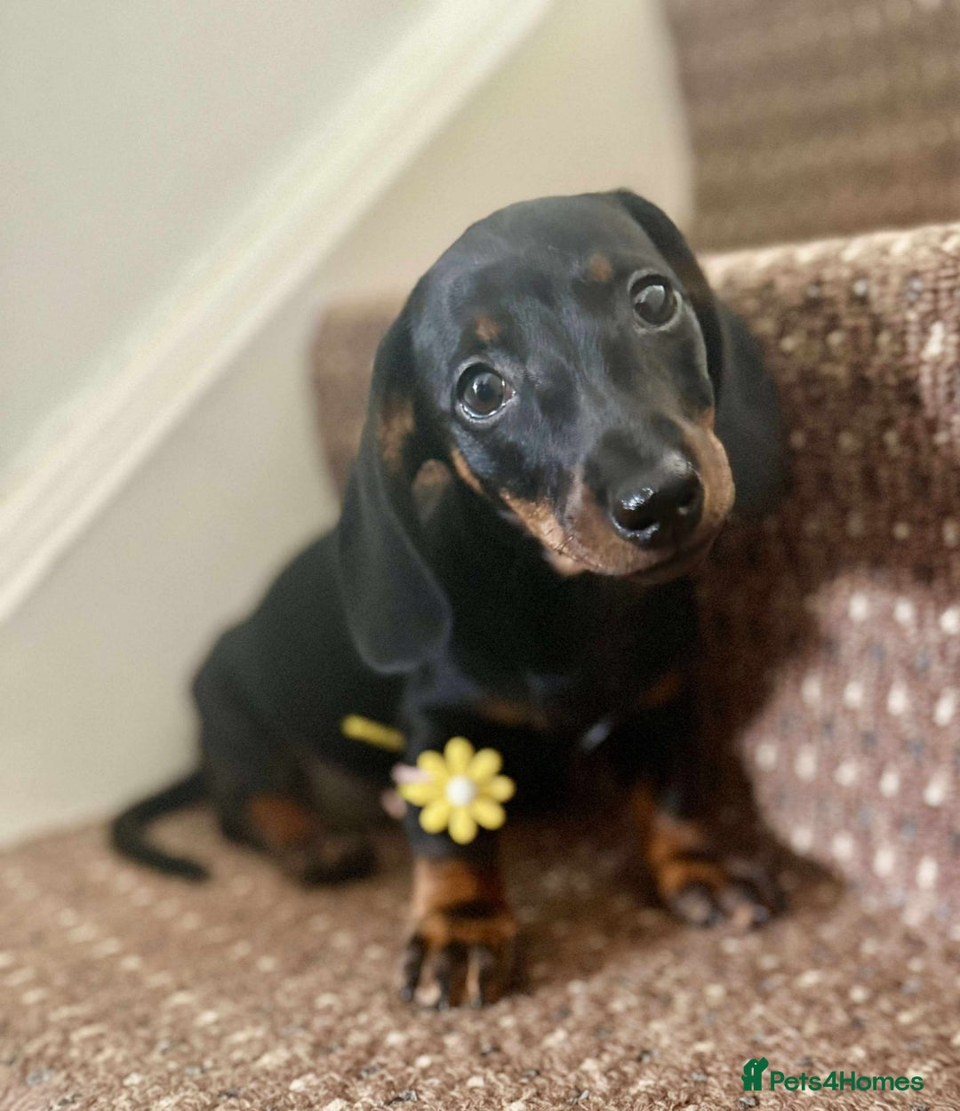 Dachshund dogs for sale: Beautiful dachshund babies  - Image 6