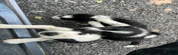 Border Collie dogs for sale: 1 cute border collie pup left, Ready to go now!  - Advert 7