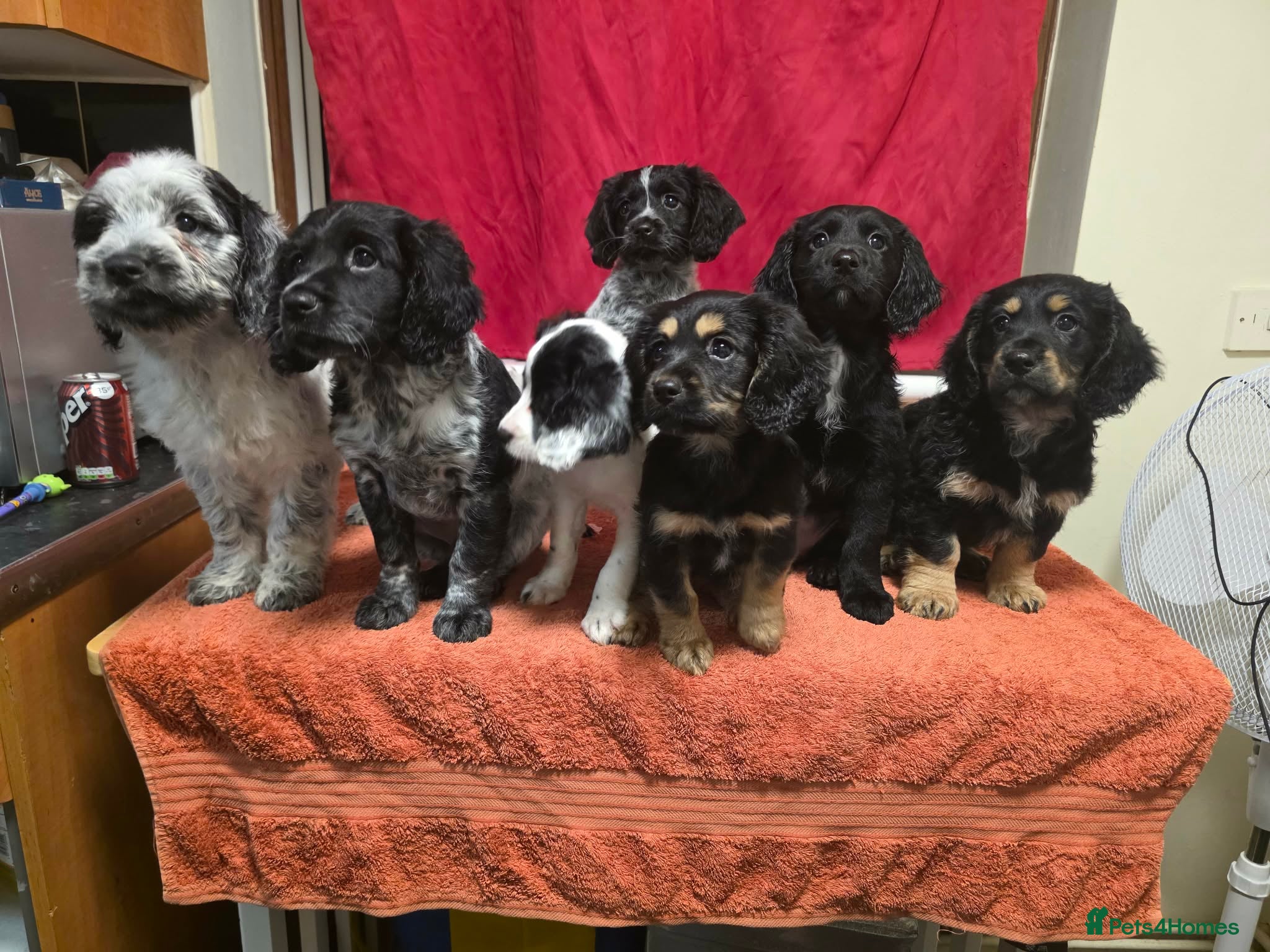 Cockapoo dogs 😍 4 Boys Left Fully Vaccinated & Ready to leave😍 - Advert 18