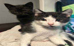 Mixed Breed cats for sale: Kittens  - Image 2