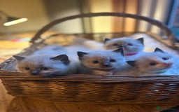 Ragdoll cats for sale: TICA Pedigree Ragdolls 💎✨ - Image 3
