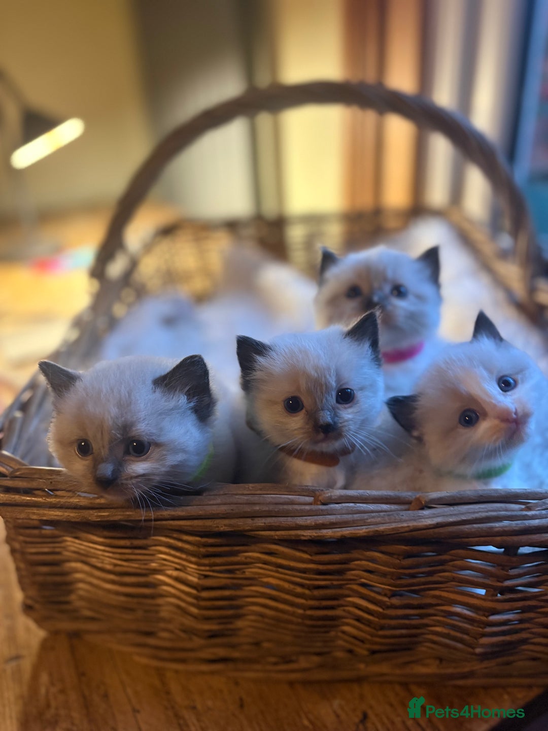 Ragdoll cats for sale: TICA Pedigree Ragdolls 💎✨ - Image 3