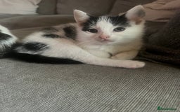 British Shorthair cats for sale: Female kitten - ready to collect  - Image 3