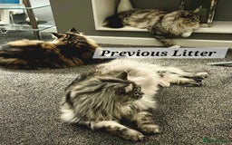 Maine Coon cats for sale: MAINE COONE KITTENS POLYDACTYL&NON POLYDACTYL   - Advert 6