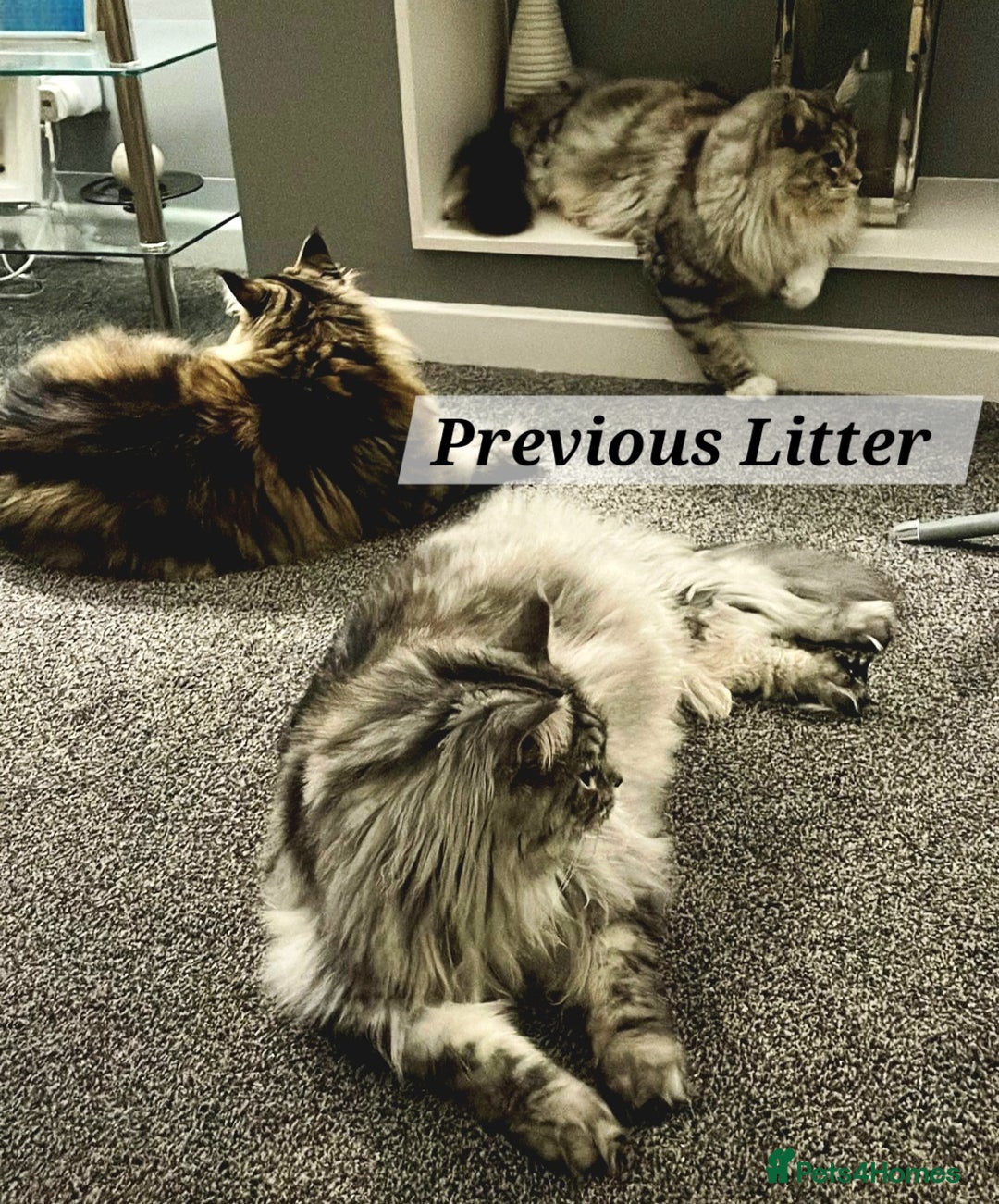 Maine Coon cats for sale: MAINE COONE KITTENS POLYDACTYL&NON POLYDACTYL   - Advert 6