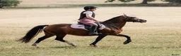 Welsh Section C horses for sale: Beautiful reg Welsh C mare 16 year old  - Advert 5
