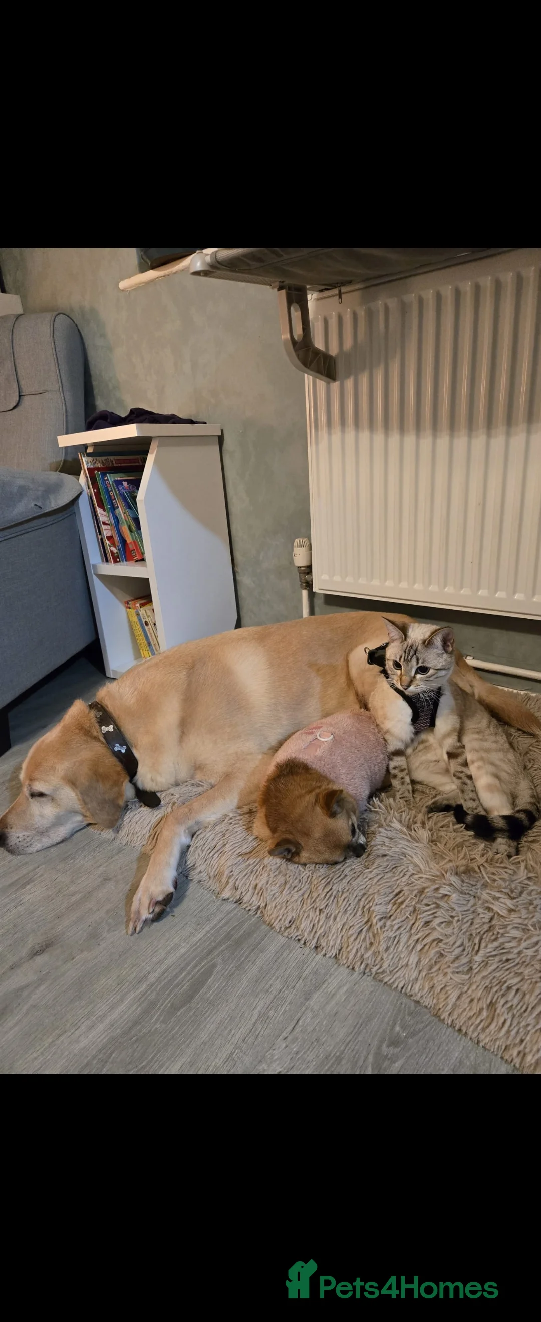 Bengal cats for sale: 🌟 Stunning seal lynx (snow) bengal kittens - Advert 27