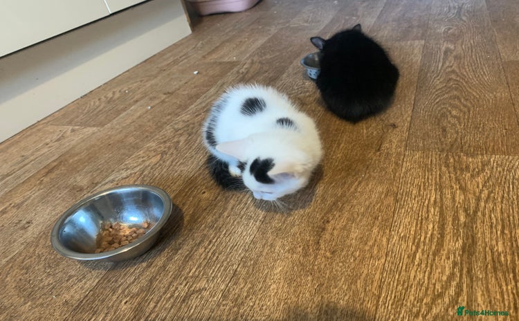 Mixed Breed cats - Advert 1