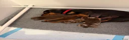 Miniature Dachshund dogs for sale: Gorgeous Miniature Daschund puppies in Hornchurch - Advert 10