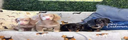 Miniature Dachshund dogs for sale: KC Silver Dapple Male Long Hair - Shady -  - Advert 3