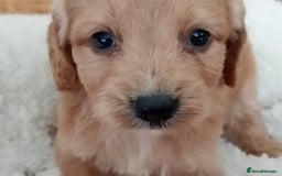 Cockapoo dogs for sale: F1 Cockapoo pups for sale - Image 4