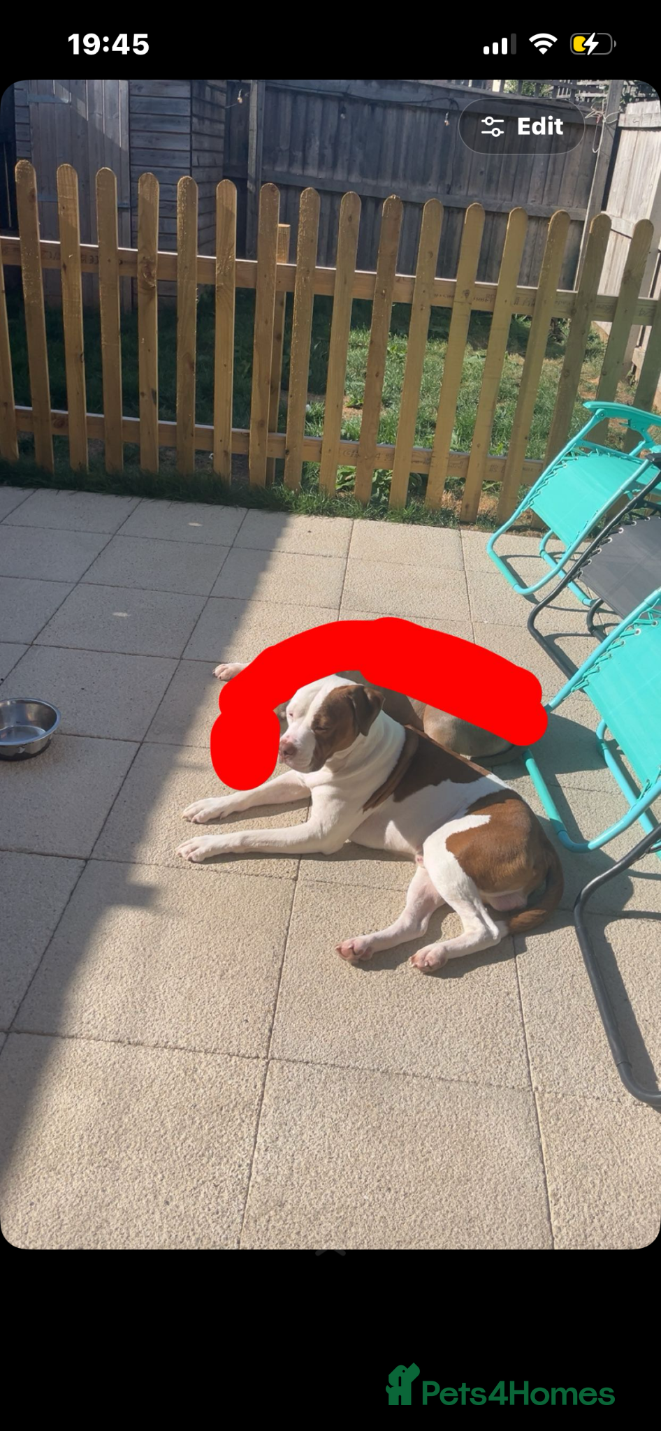 American Bull Staffy dogs for sale: Bruno - Advert 2