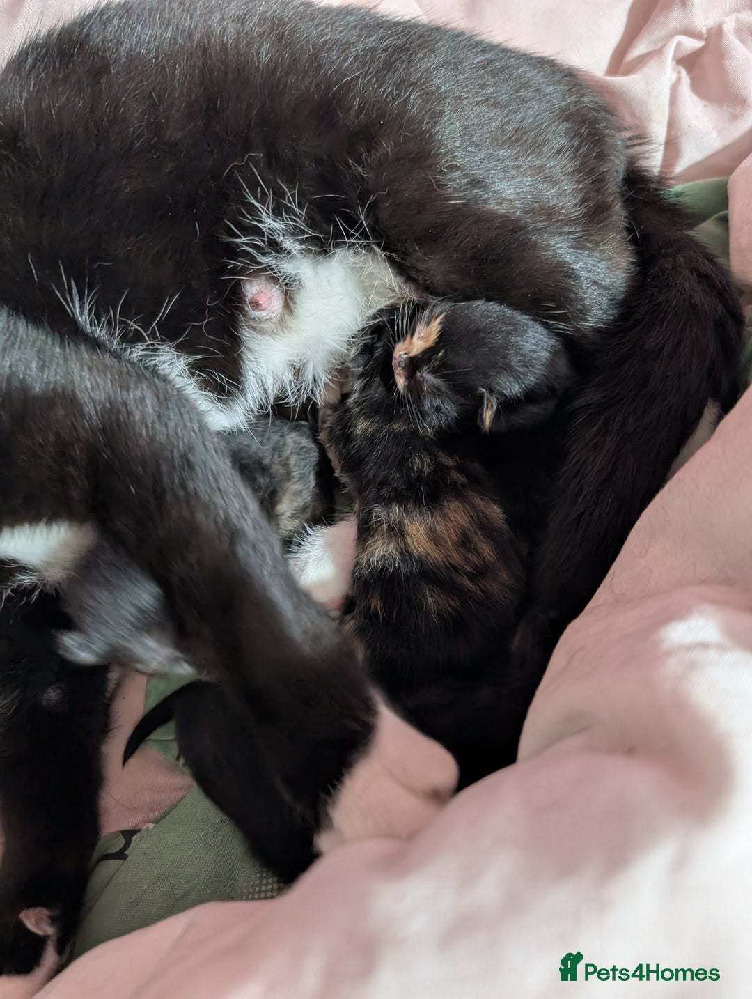 Mixed Breed cats for sale: Kittens for sale - Image 8