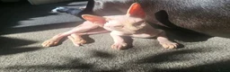 Sphynx cats for sale: Last boy !! Final reduce price🐾 - Advert 5