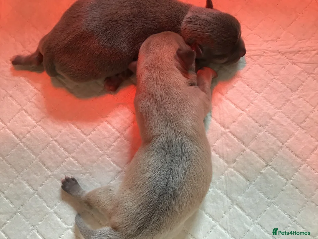 Chihuahua dogs for stud: small chihuahua stud only not for sale! proven  in King's Lynn - Advert 8