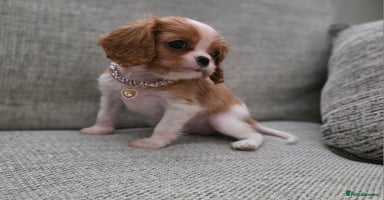 Cavalier King Charles Spaniel dogs - Advert 8