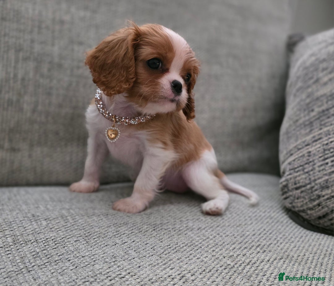 Cavalier King Charles Spaniel dogs for sale: Cavalier King Charles spaniel girl  - Image 3