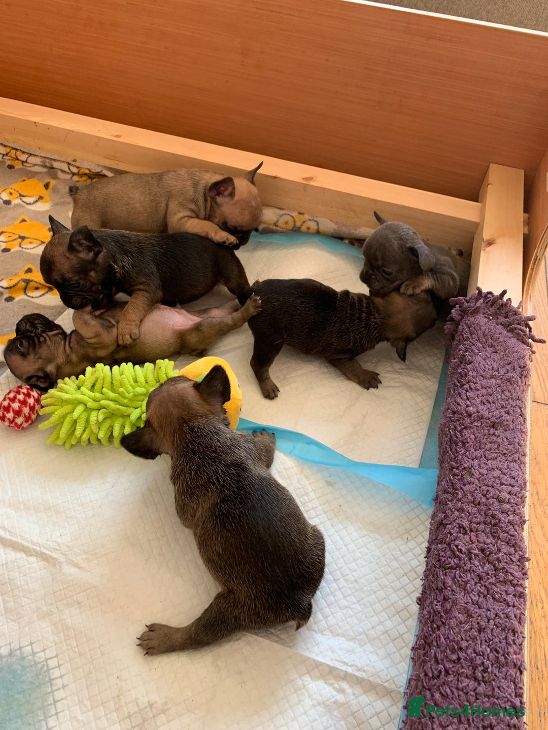 French Bulldog dogs for sale: French bulldogs  - Image 1