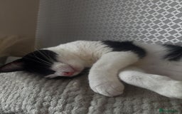 Domestic Shorthair cats for sale: FREE to good and clean home.  - Image 3