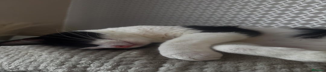 Domestic Shorthair cat
