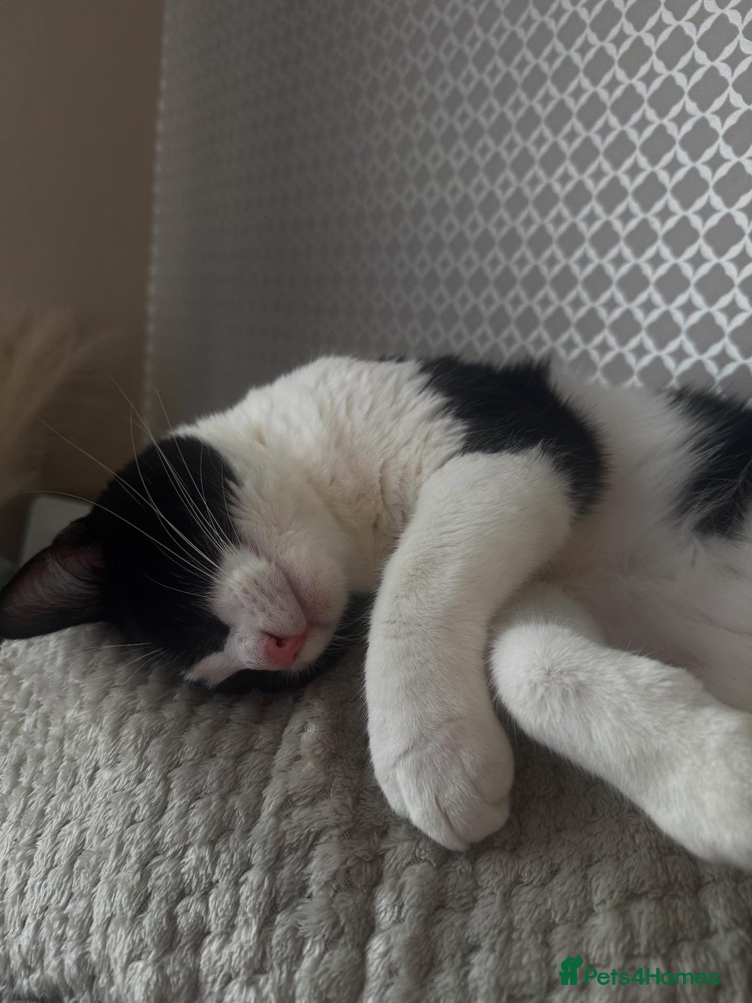 Domestic Shorthair cats for sale: FREE to good and clean home.  - Image 3