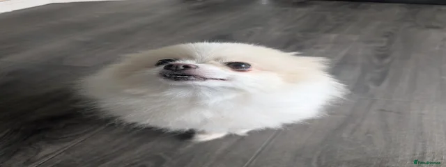 Rosie
