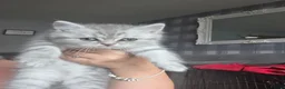 British Shorthair cats for sale: 2 male British short hair kittens  in Lisburn - Advert 6