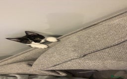 Domestic Shorthair cats for sale: 8 month old DSH - Image 4