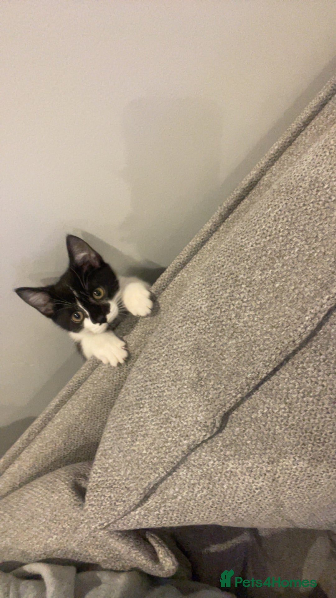 Domestic Shorthair cats for sale: 8 month old DSH - Image 4