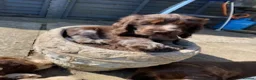 Cocker Spaniel dogs for sale: Show type cocker spaniel. Litter due 10/11/26  - Advert 11